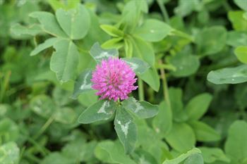 Rødkløver Milvus d. C 10kg